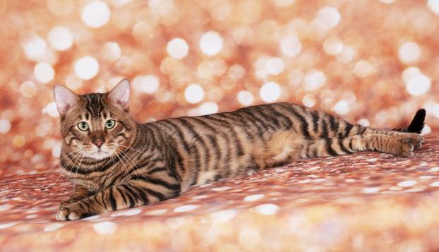 Toyger cat on a cat show