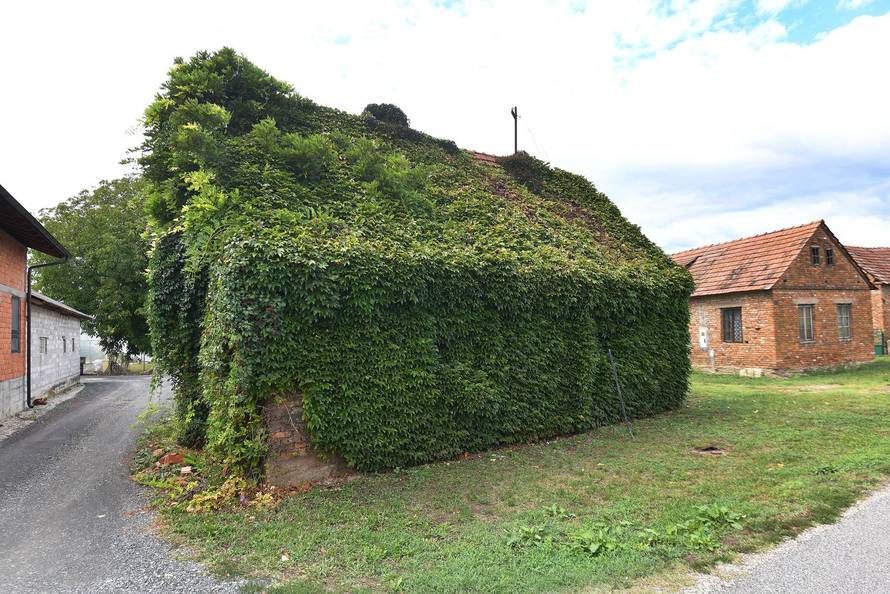 Novo Selo Podravsko: Kuća koja je cijela obrasla u bršljan 