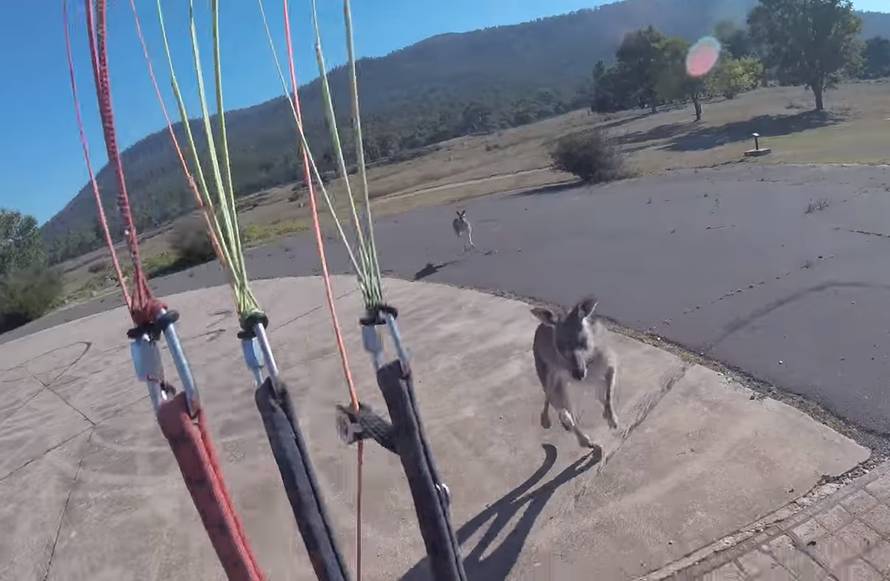 E nećeš! Paraglider pokušavao sletjeti pa ga napao ljuti klokan