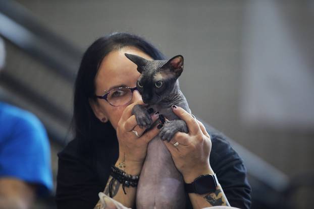 Rijeka: Međunarodna izložba mačaka