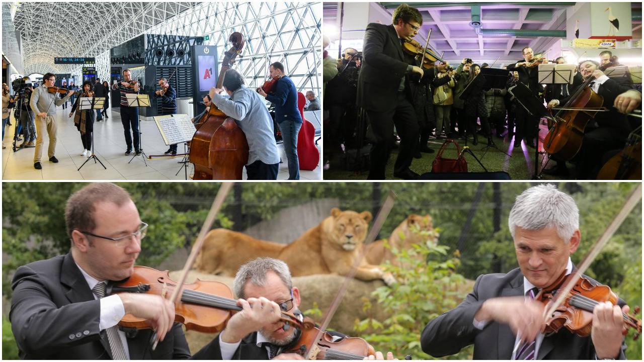 Lavovi su guštali u koncertu Zagrebačkih solista u ZOO-u