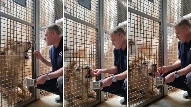 Ovako u Maksimiru treniraju lava: Ravnatelj zoološkog vrta Skok hrani ga golim rukama