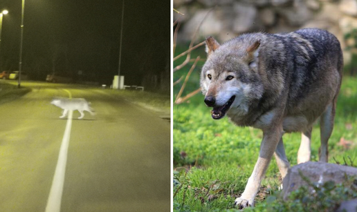 'Zvali smo Zoo, pokušali su je uspavati, ali im je pobjegla...'