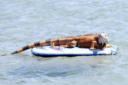 Iguana na godišnjem na Viru: Gušta na suncu, a voli i more