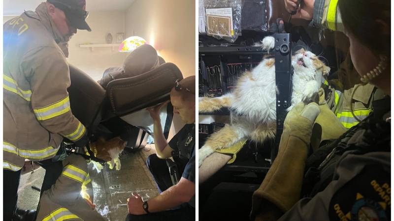 FRKA, PANIKA Vatrogasci vadili pretilu mačku! Zapela u fotelji