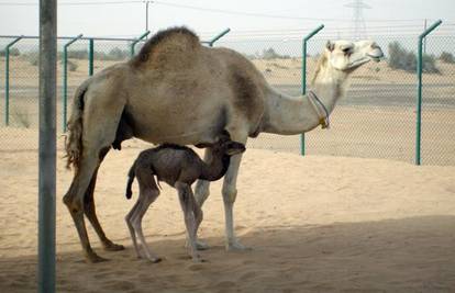 Prva klonirana deva rodila se u Dubaiju prije 6 dana