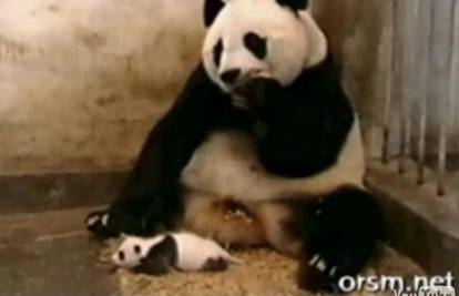 Majka panda u kavezu se prepala vlastitog mladunca