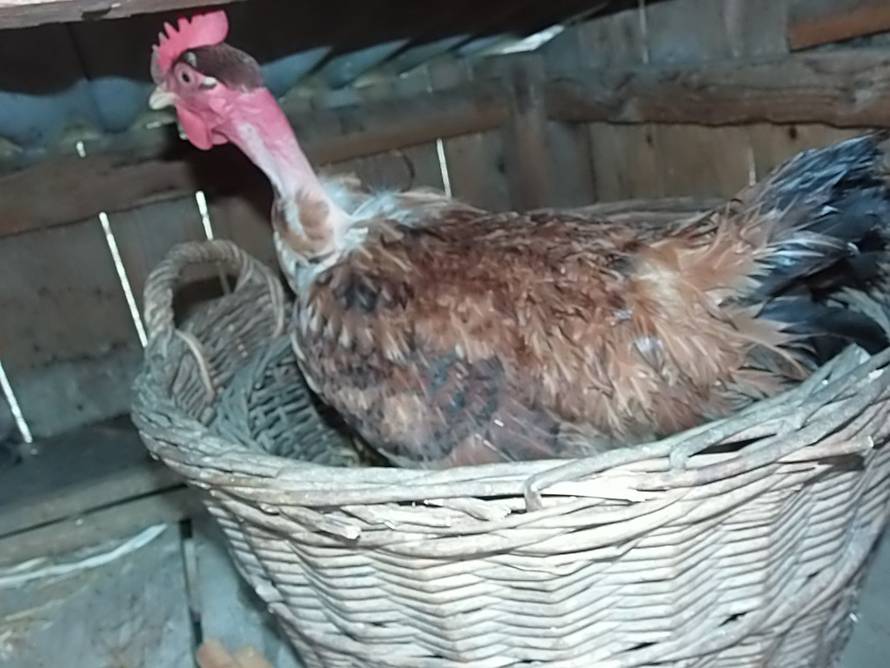 Zinka Čižmešija/24sata