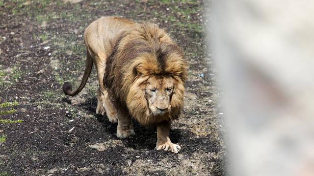 Zagreb: U zoološkom vrtu svečano otvorena nastamba za lavove i predstavljen lav Leo