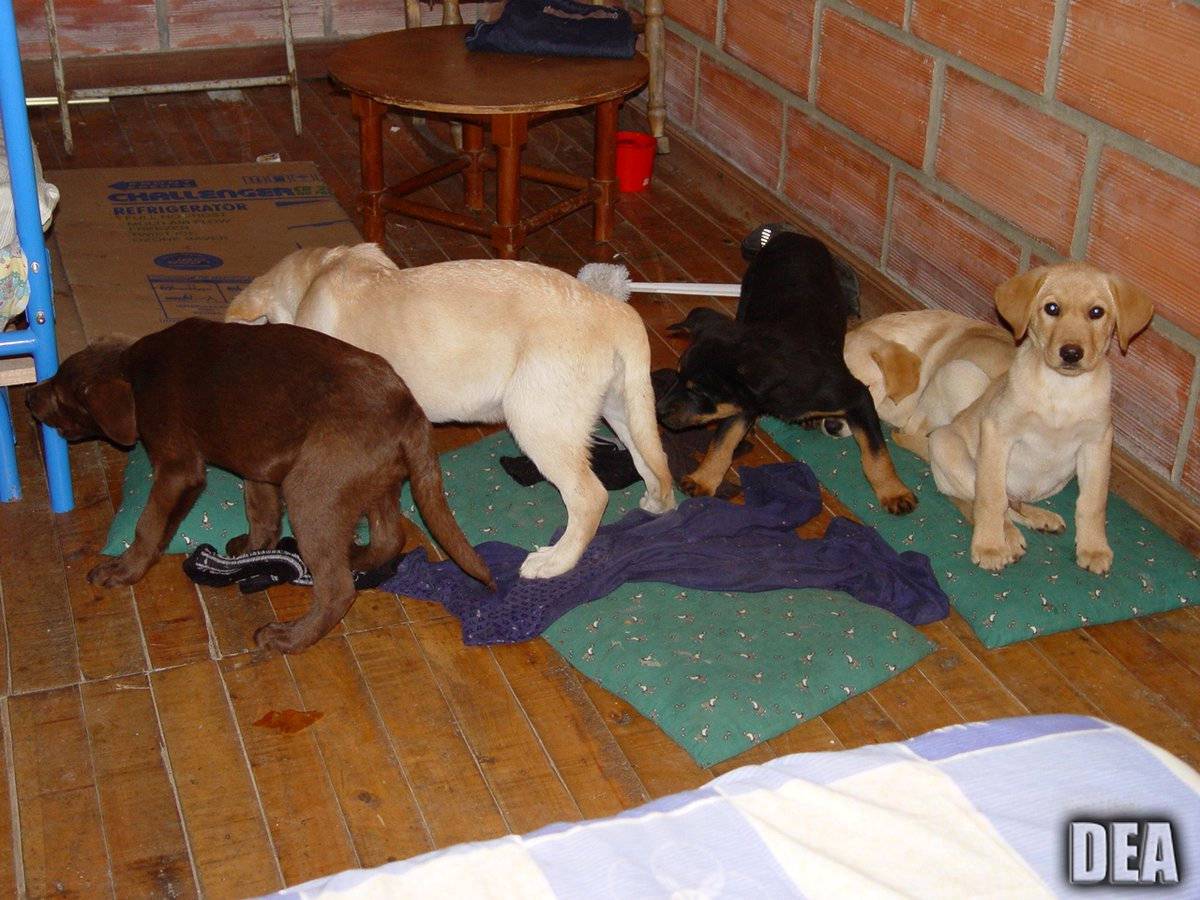 DEA photo of puppies which Andres Lopez Elorez is accused of surgically implanted these puppies with liquid heroin 12 years ago