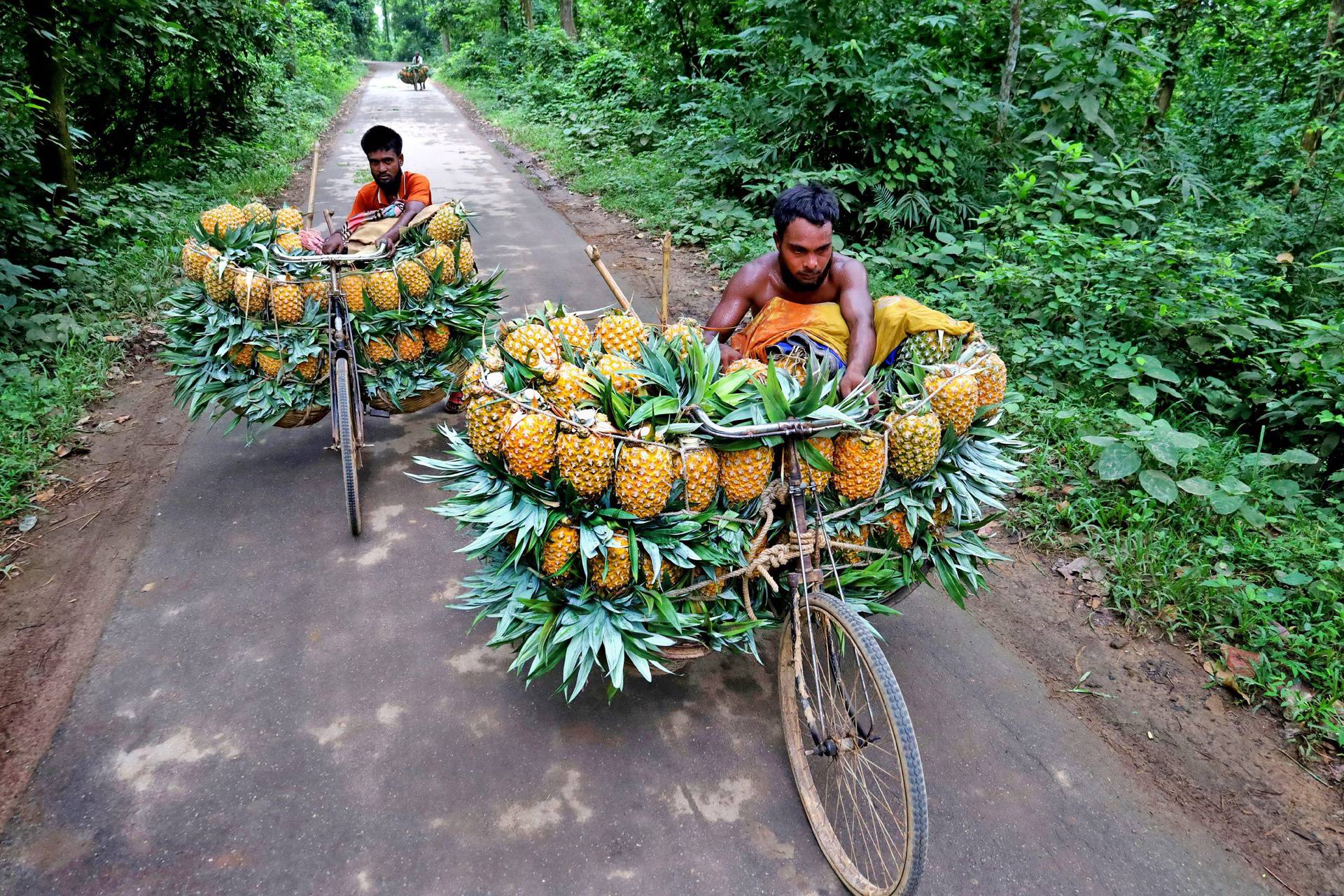 Farmers bring bikes laden with pineapples up to 5 miles down forest tracks to the market in Madhupur, Bangladesh - 06 Sep 2024