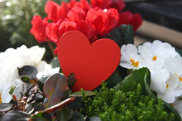 Valentinovo u Bjelovaru