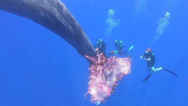 Italian coastguard work to free sperm whale entangled in fishing net