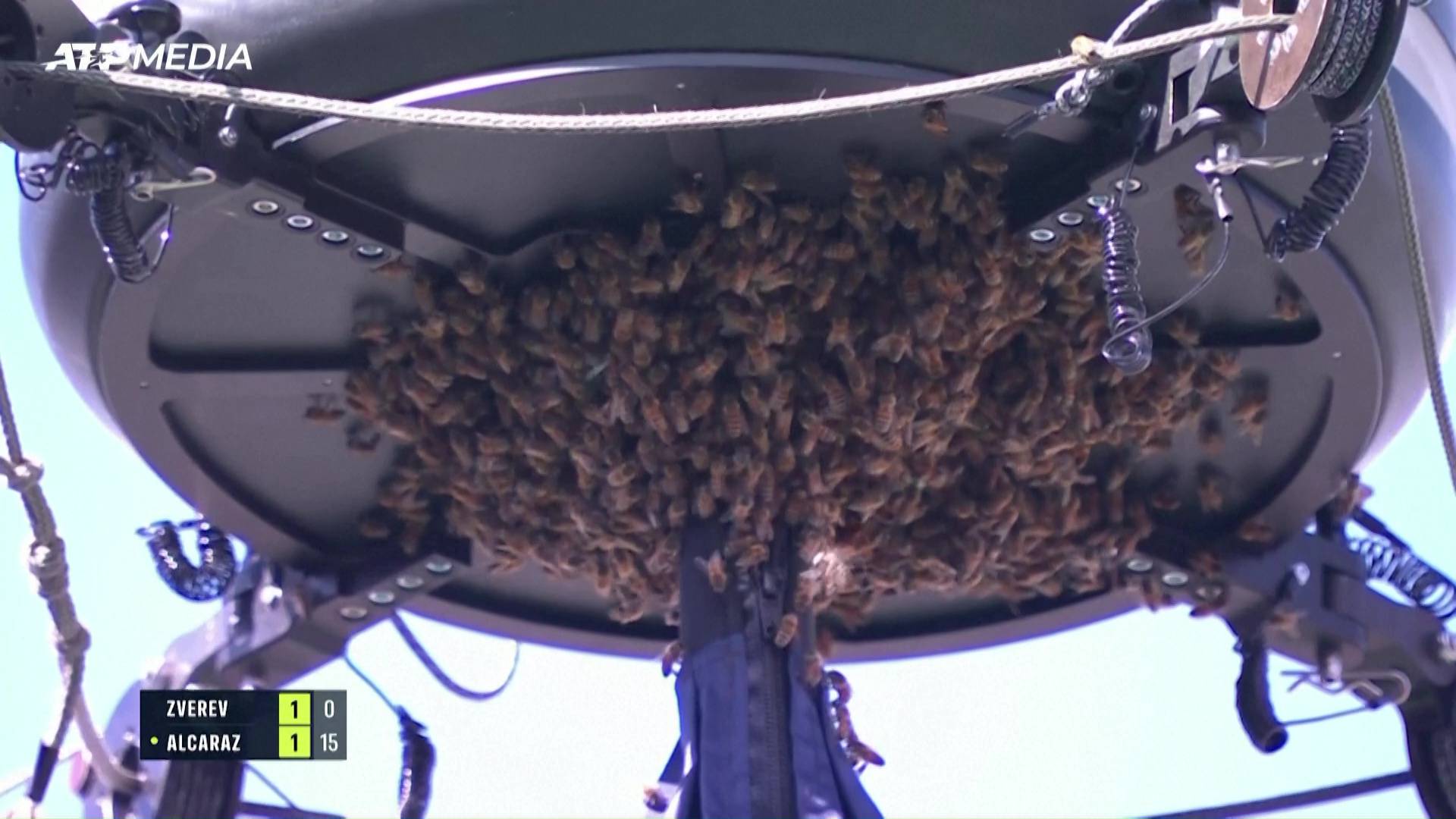 VIDEO Najezda pčela prekinula teniski meč Alcaraza i Zvereva!