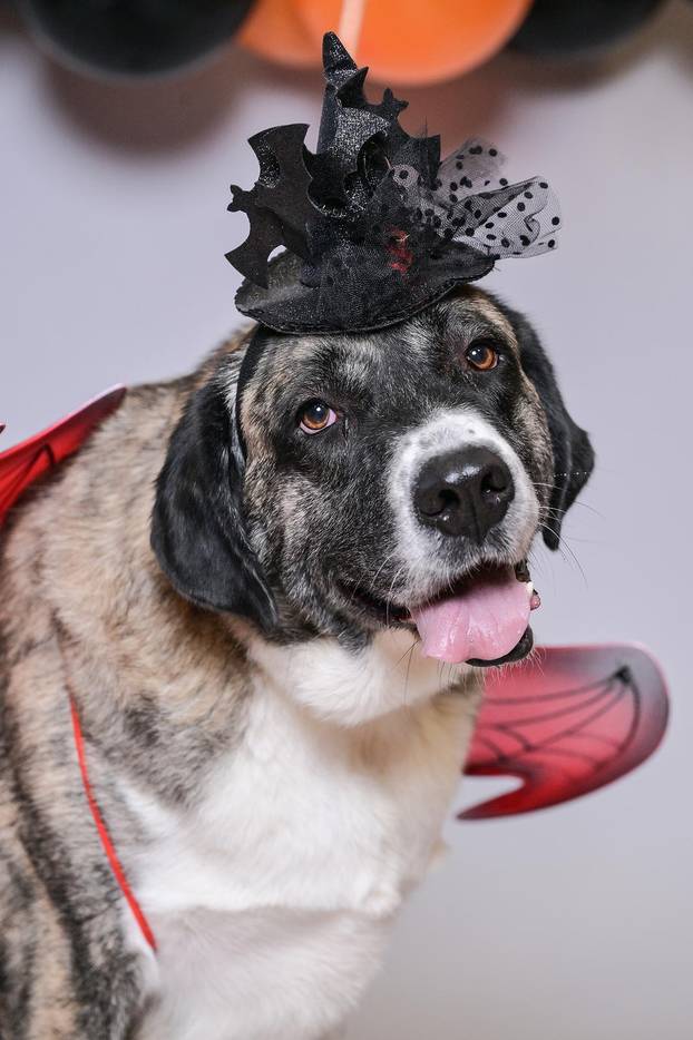 Sklonište u Dumovcu poziva na posebno jesensko udomljavanje pasa i mačaka