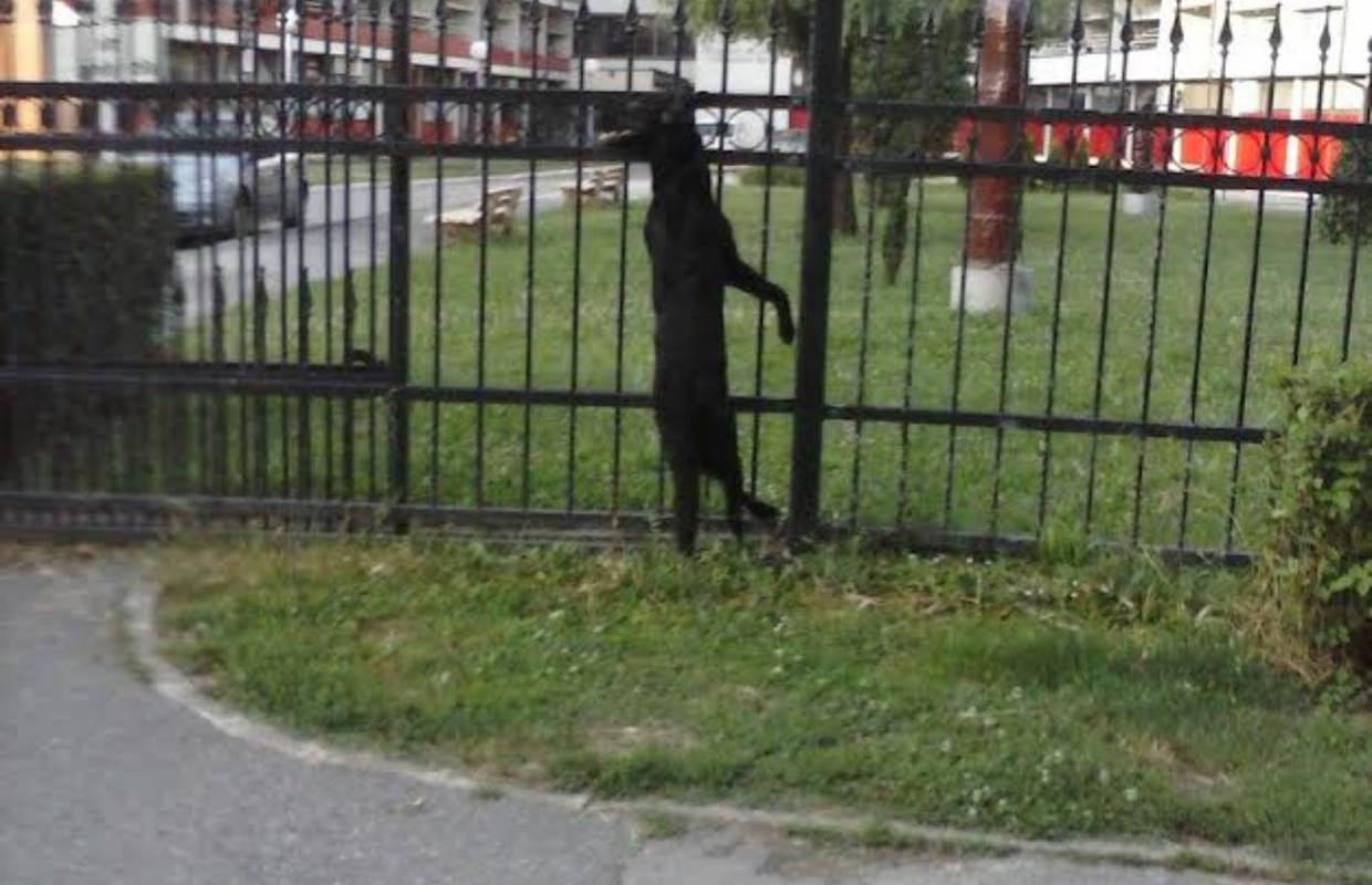 Okrutnost u Sl. Brodu: Objesio psa o ogradu i tako ga ostavio