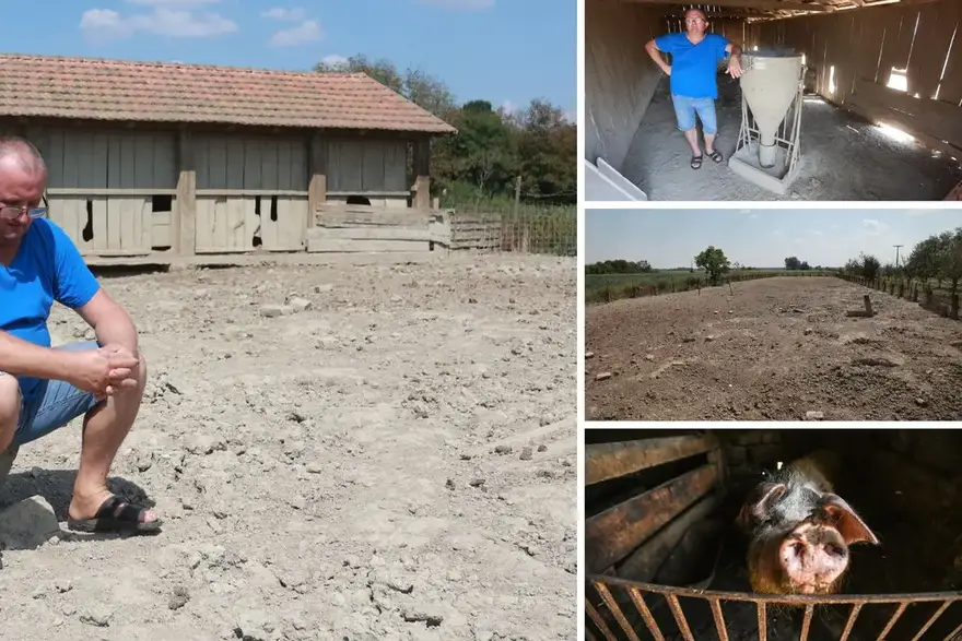 Očajni uzgajivač: 'Kuga mi je uzela 93 svinje. Uzgajam ih 20 godina, to je nenadoknadivo'