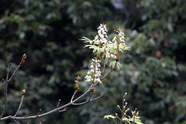 Zagreb: Na Gornjem gradu u listopadu drugi put ove godine procvali kesteni