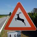 Vozači oprez, srna na autocesti A1. Kolnici u Dalmaciji skliski, prijeti opasnost od odrona