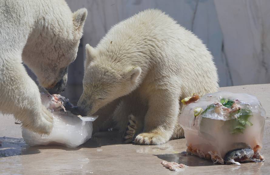 Medvjedi uživaju u poslasticama u Njemačkoj.