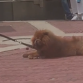 Lijeni pas nasmijao prolaznike: 'Nije htio hodati, vlasnik ga je morao vući dok je ovaj ležao'