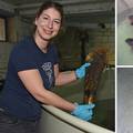 Periske u karanteni: Čak 99 ih liječe u pulskom Aquariumu