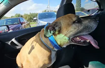 Vozač ZET-ovog autobusa spasio psa:  Odveo sam ga u veterinara i pronašao zahvalnu vlasnicu