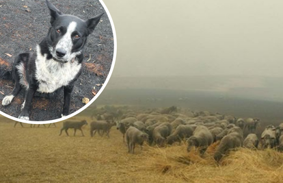 Patsy osjetila opasnost, otrčala je po ovce i spasila ih od vatre