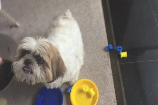 YouTube/CooperTheShihTzu