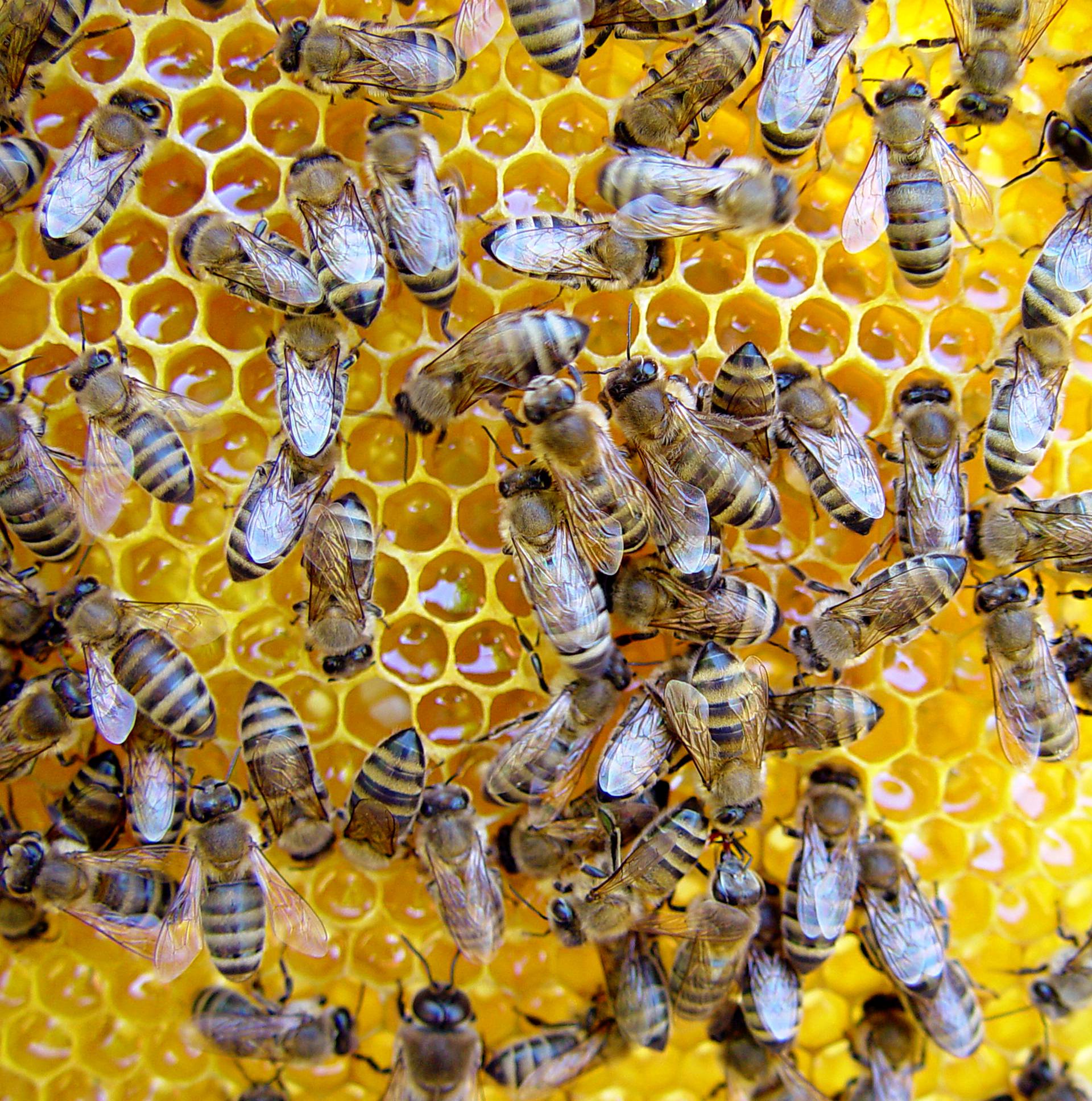 Zagrepčani  se uplašili rojeva pčela: Ne dirajte ih i zovite 112