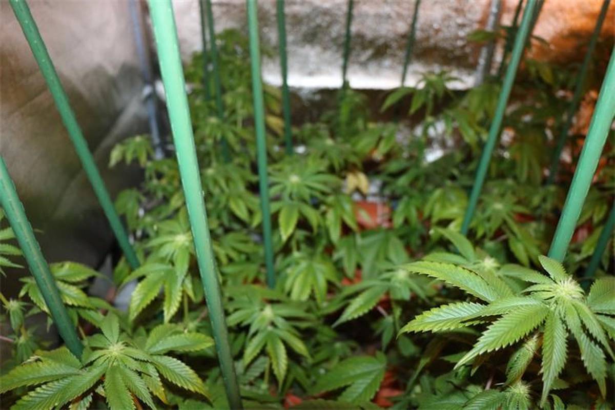 Španjolci traže Hrvata: Unajmio kuću u kojoj su uzgajali 'travu'