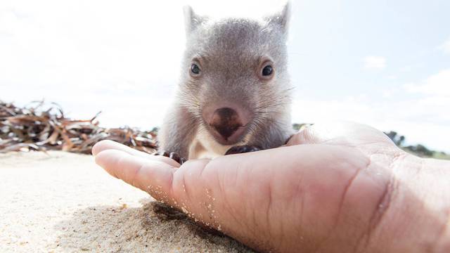 Tasmanija traži nekog tko će maziti bebu vombata Dereka