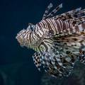 Vrag u Jadranu: Nova invazivna vrsta stigla je kroz Suez, a otrov ove ribe može izazvati smrt