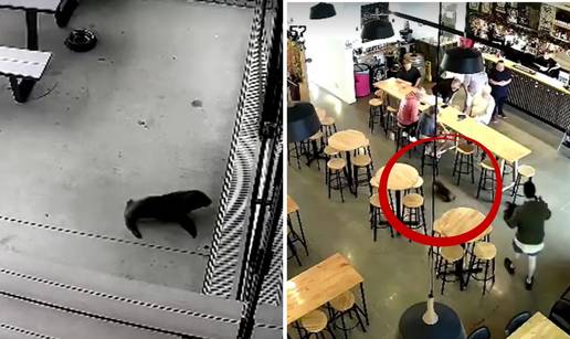 VIDEO Beba tuljana 'uklizala' u pizzeriju! Uspjeli su je izvući: 'Vikala sam da donesu lososa!'