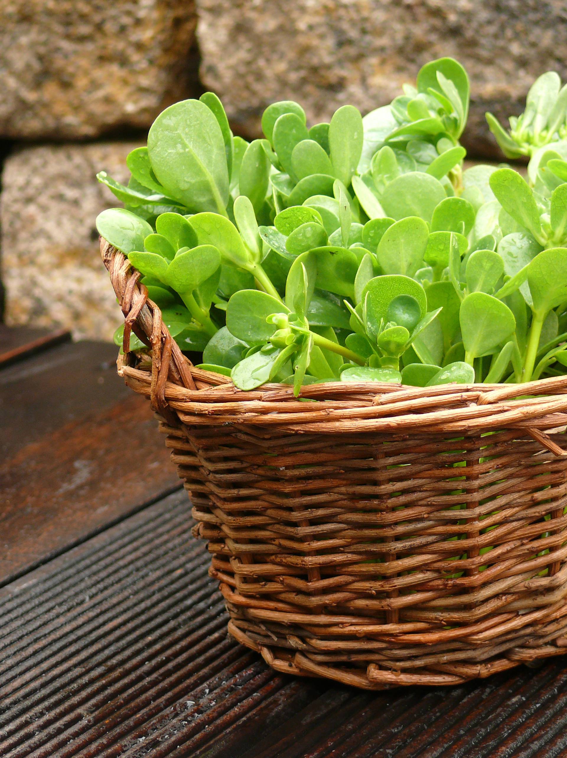 Nakon kiše bere se salata, ali se ne smije hodati oko biljaka