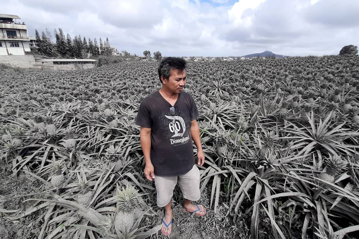 Ananasi na Filipinima posivili: 'Pepeo nam je uništio sav urod'