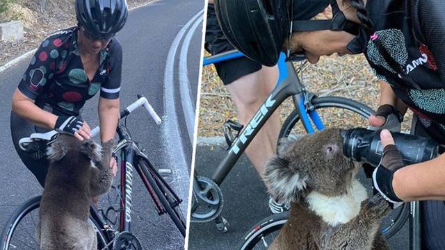 Iscrpljena je koala zaustavila bicikliste i tražila malo vode