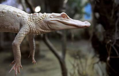 Francuska: Na farmi rođeni rijetki albino krokodili 
