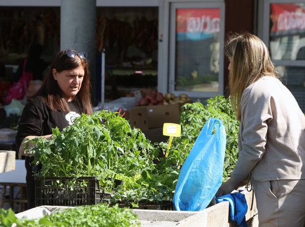 Šibenik: Bogata ponuda sadnica raznog povr?a