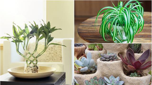 Ne venu: Aloe vera i puzavac su otporni, a kaktus jako izdržljiv
