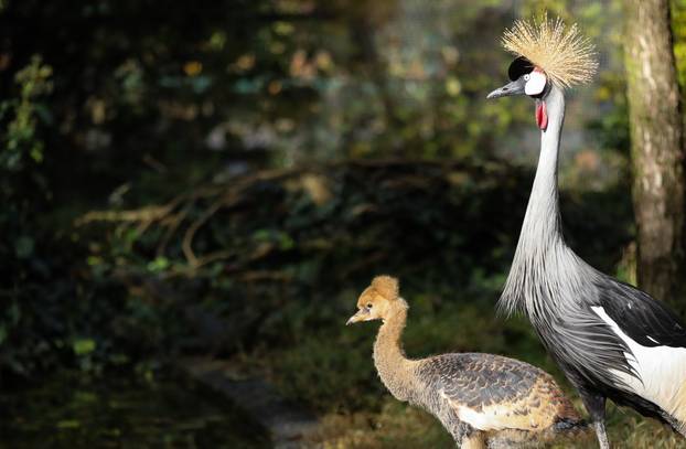 Zagrebački krunati ždralovi predstavljeni javnosti 
