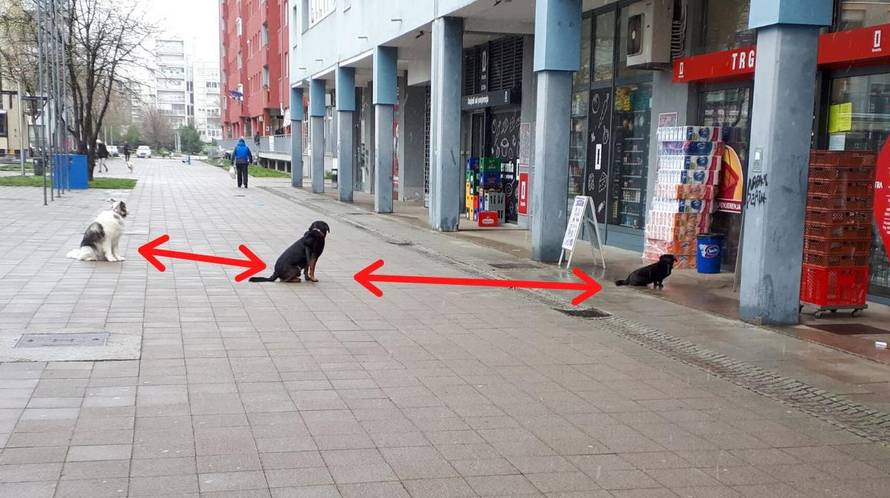 'Pa naš ministar je Dr. Dolittle! U Španskom ga slušaju i psi'