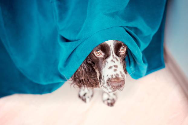 The dog is hiding behind the curtains and is afraid to go out. P