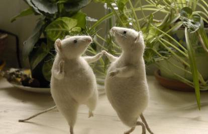 Znanstvenici su iz kapljice krvi uspjeli klonirati miša