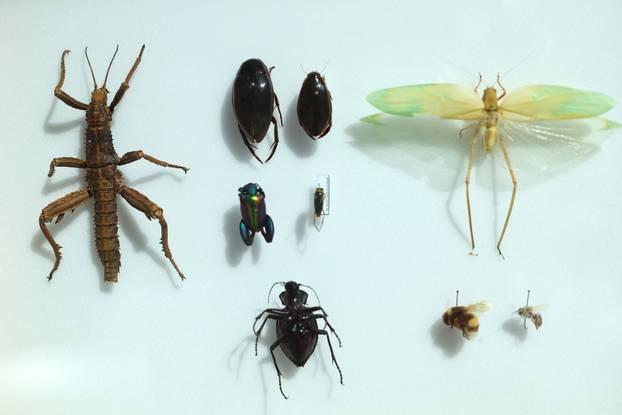 Zagreb: Završen je projekt Čuvar baštine Hrvatskog prirodoslovnog muzeja