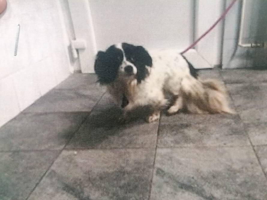 I ljubimci stradali u potresu sada trebaju krov nad glavom