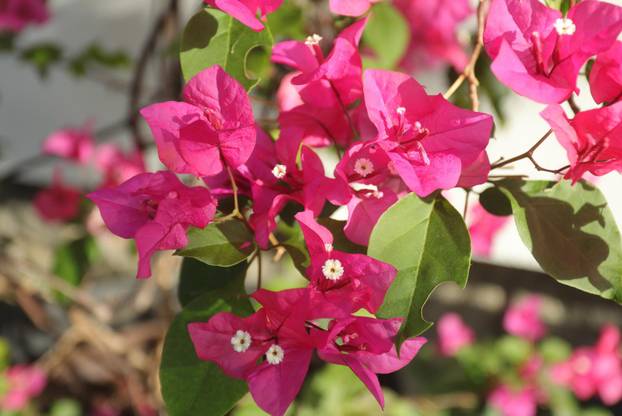 Egzotični vrt Igora Čupića