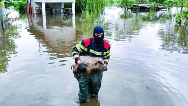 Vatrogasac kod Karlovca spasio praščića iz poplave: 'Bio je na kraju ulice, uplašen. Ali miran'