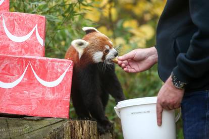 Međunarodni dan crvenih pandi u zagrebačkom Zoološkom vrtu