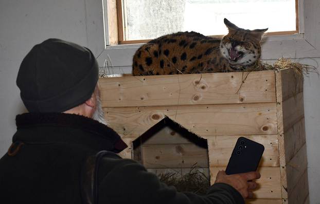 Mačka serval koja je pronađena u Gorskom Kotaru smještena je u privatnom ZOO vrtu Mirka Mileca u Ruščici